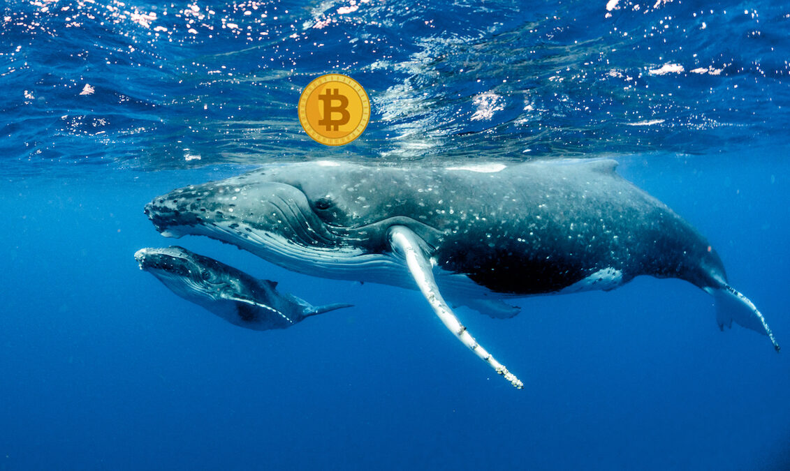 فعالیت مجدد یک نهنگ بیت کوین پس از هشت سال